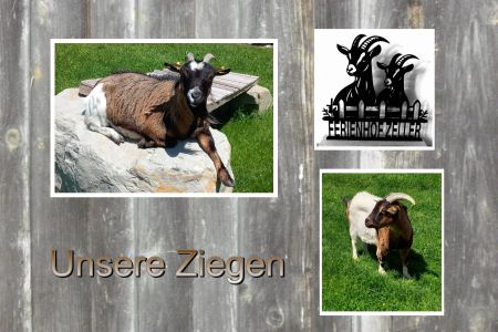 Ziegen 2026_450 brei...